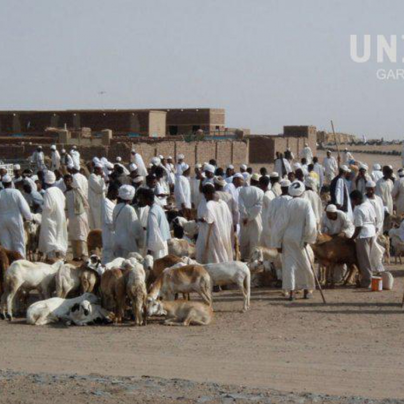 Cairo-Cape Town 2008